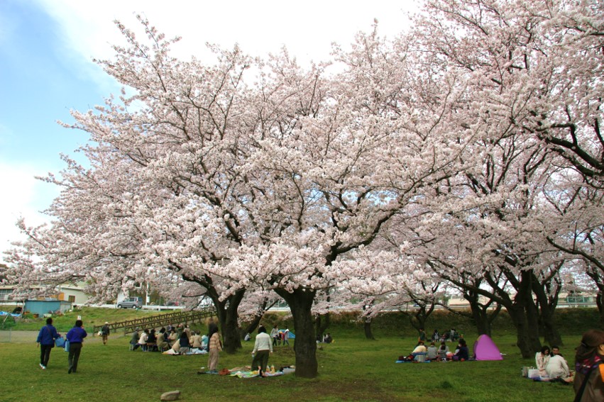 桜の季節がやってまいりました♪